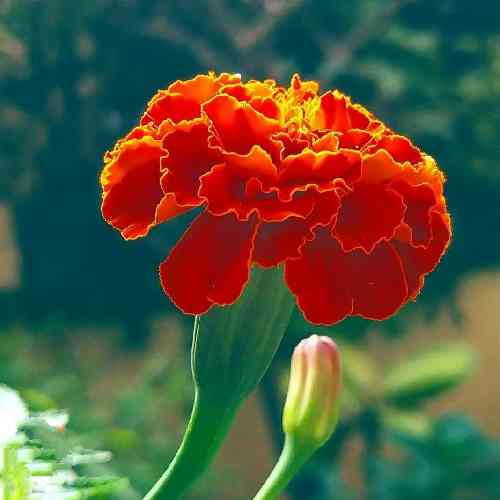 امیررضا سعیدی نیا من دلتنگ توام عاشقو یک رنگ توام